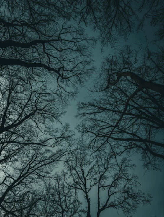 looking up through the nches of a barren tree