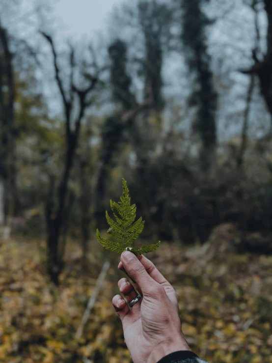 the person's hand holds up the leaves from a tree