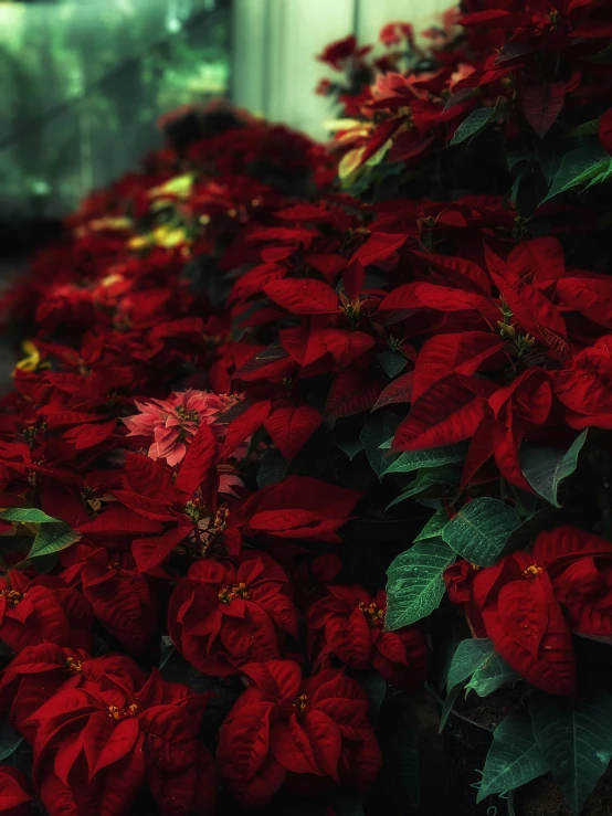 some red poinsettias on a wall with green leaves