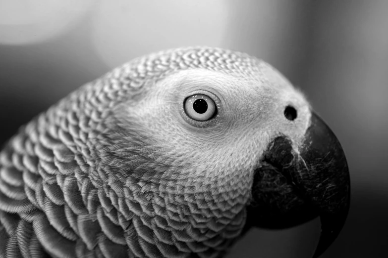 a bird with grey feathers and an eye patch