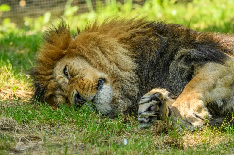 a male lion rolling in the grass and rubbing against its face