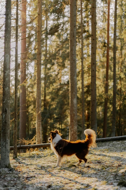 a dog looking at the sun through a wooded area