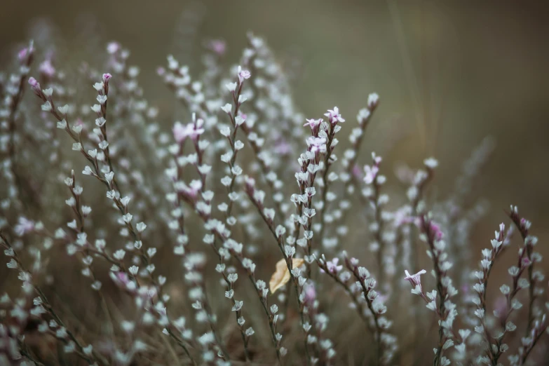 flowers that are growing in the grass