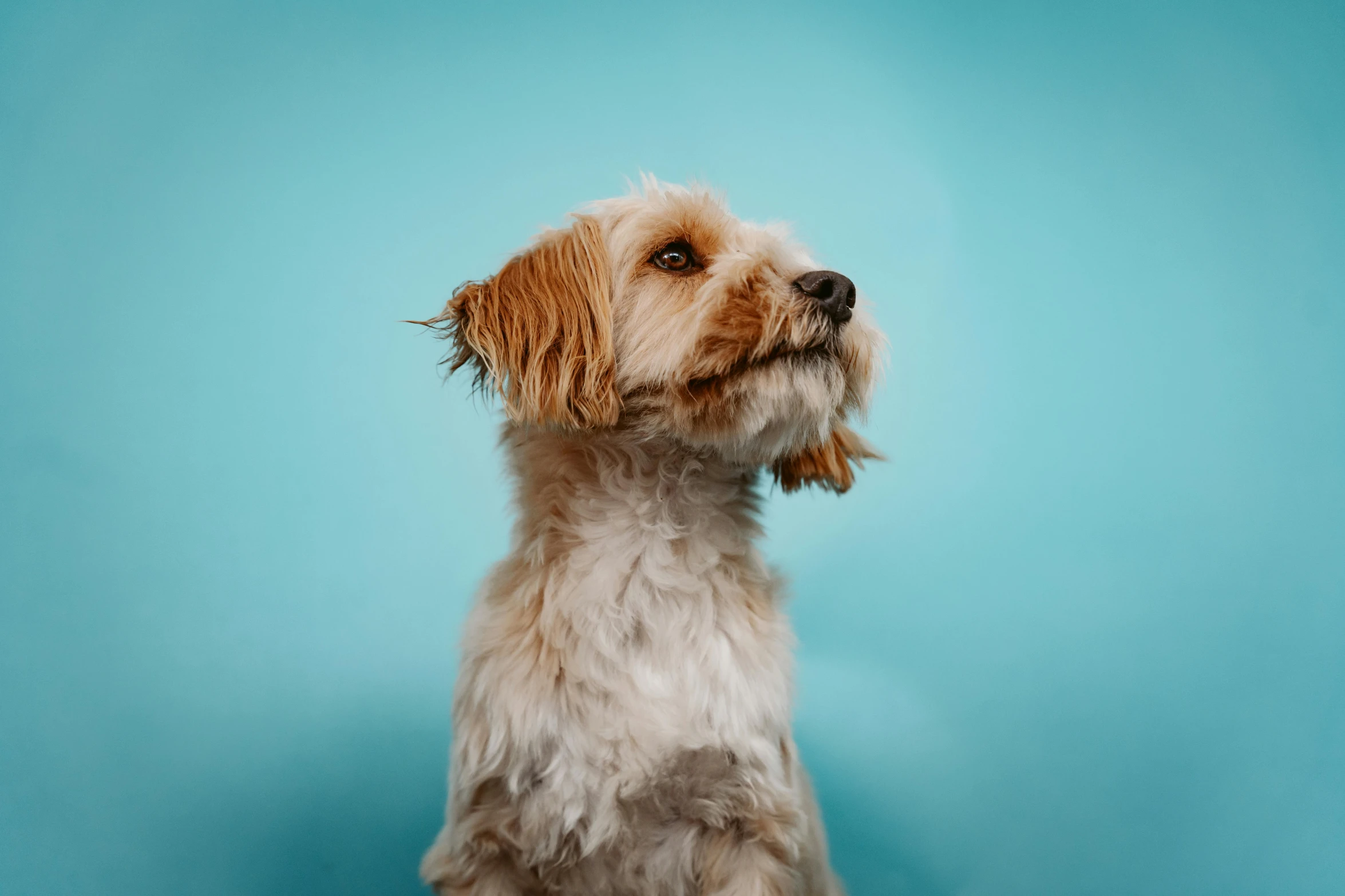 a dog sitting up with its eyes wide open