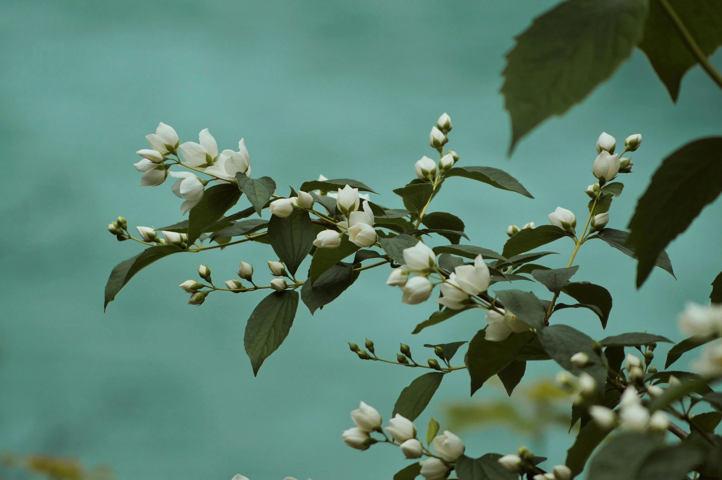 the nch of a tree with white flowers with green leaves