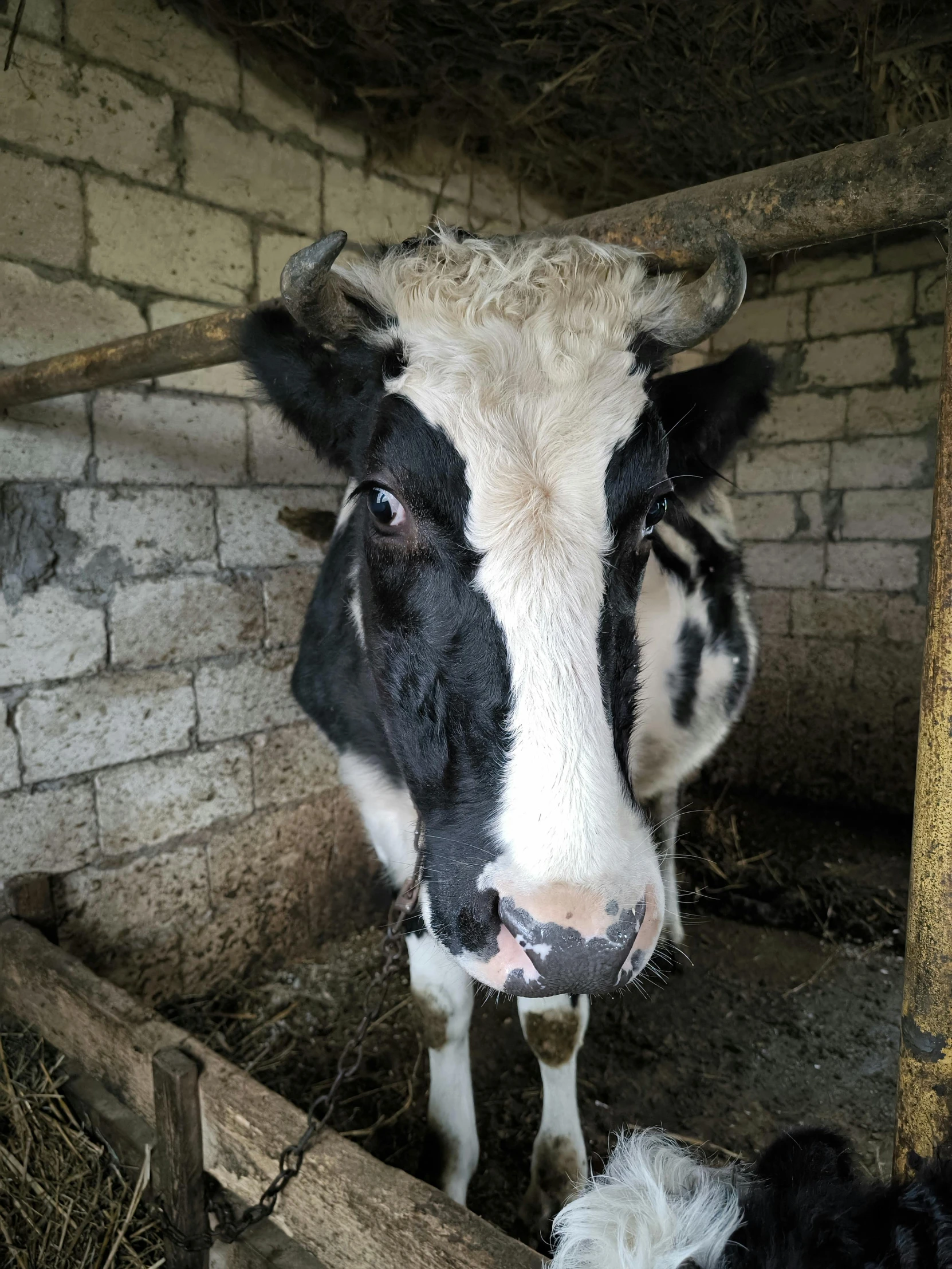 a close up of a cow inside of a stable