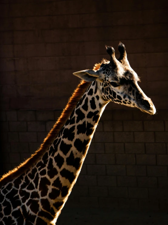 the giraffe looks very pensive at this time of day