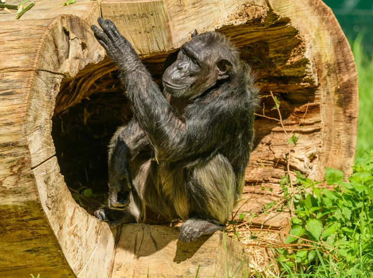 a small black animal sitting inside of a wooden structure