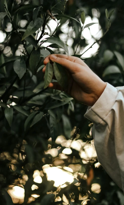 person's hand holding up a leaf while standing near trees