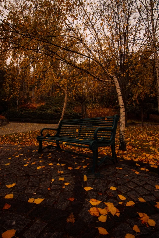 an empty park bench sits beneath a tree