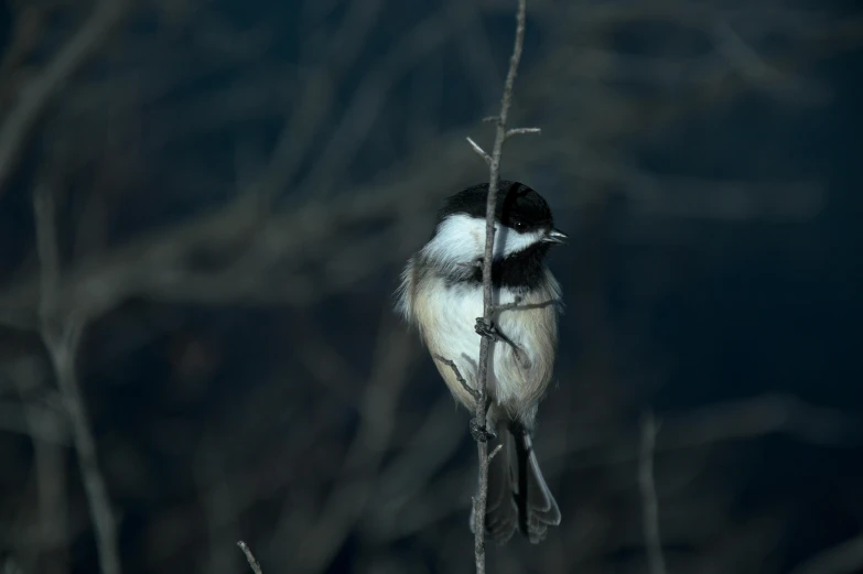 a bird sitting on a bare nch in the dark