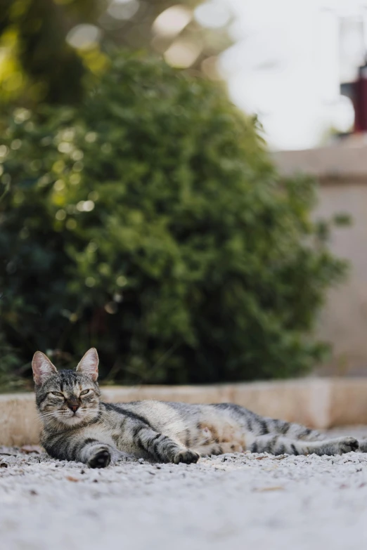 cat lying down on the pavement looking to its left