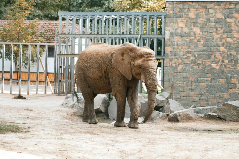 a big gray elephant in the zoo with his trunk in his mouth