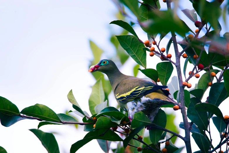 the bird is sitting in the tree with berries