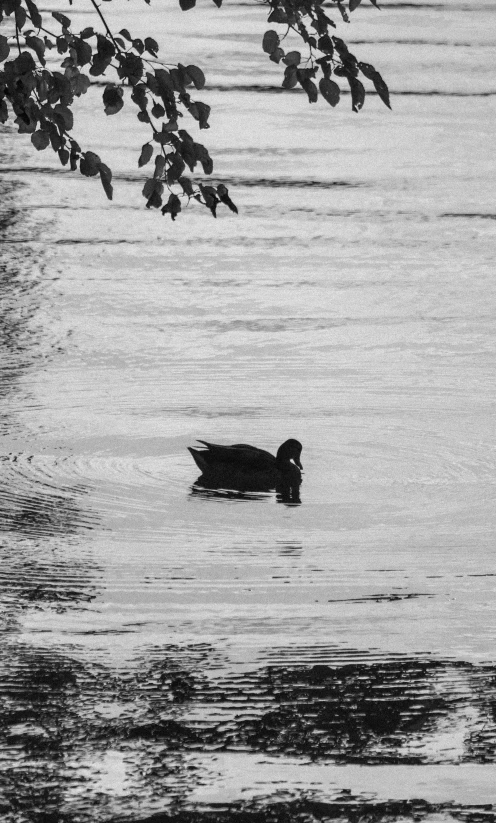 a duck floating on top of a lake under a tree