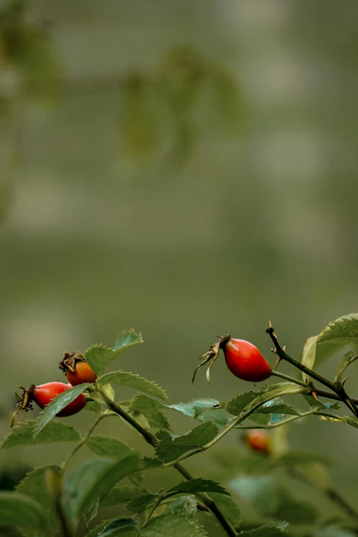 small red and green berries on a plant