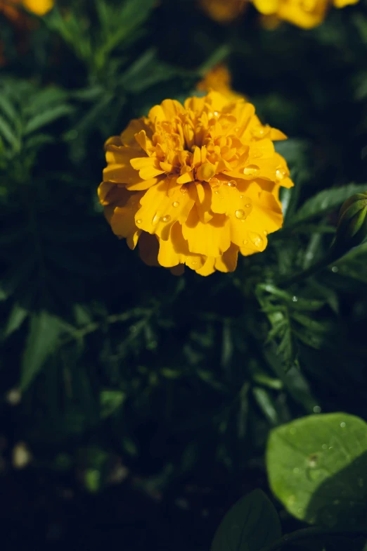 there is a yellow flower that has drops of rain