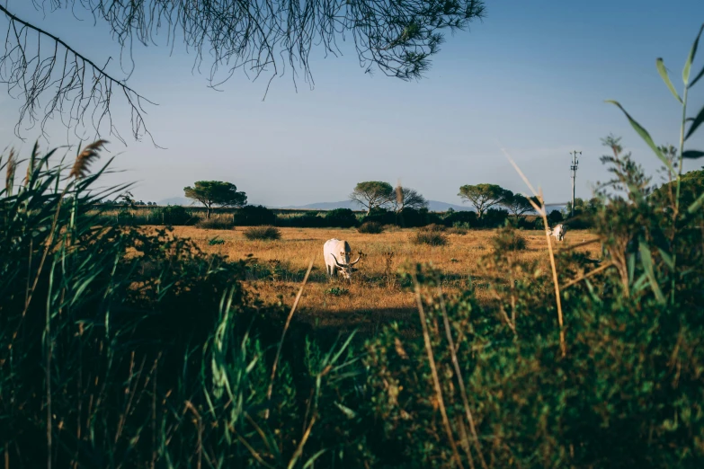 two cows standing next to each other in a field