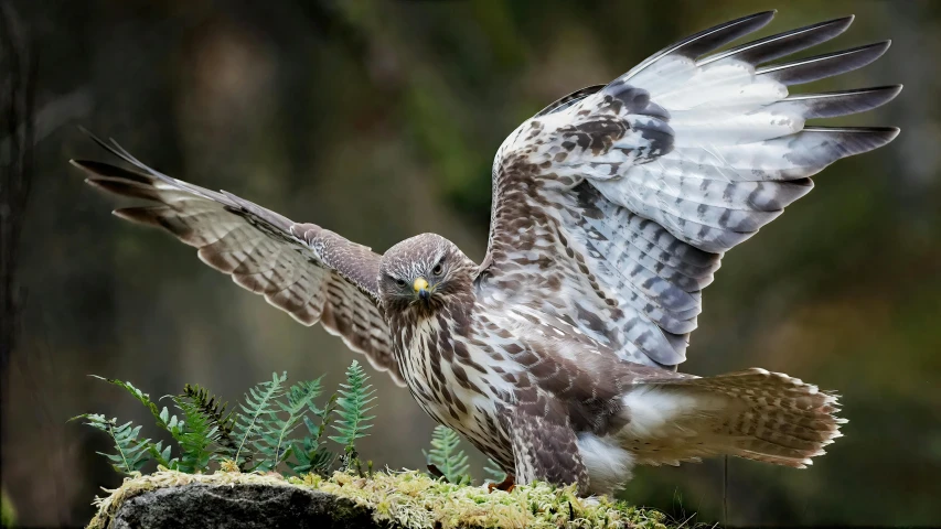 two birds are perched on top of some grass