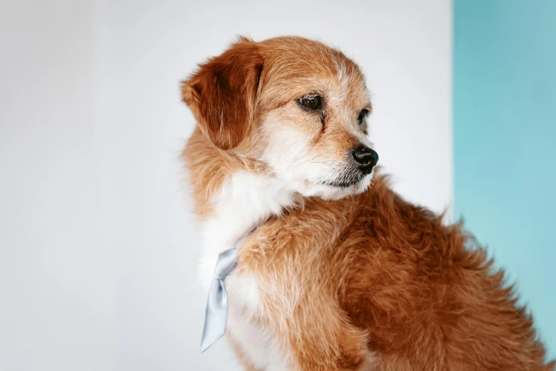 a small brown and white dog looking off into the distance