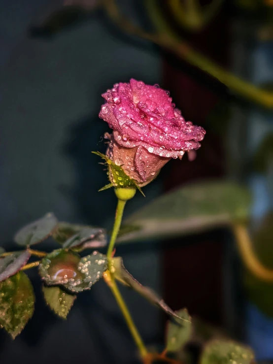 pink flower with water droplets on the petals