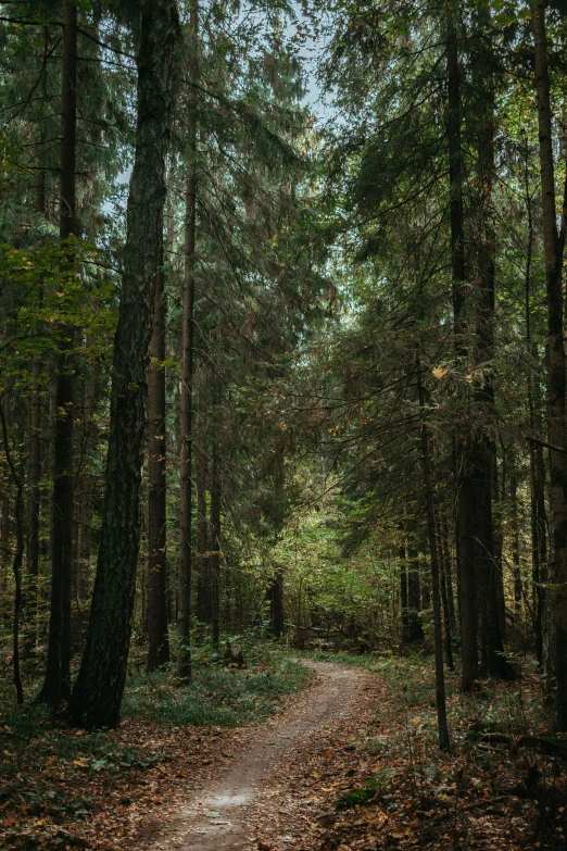 a wooded area with a path through the woods