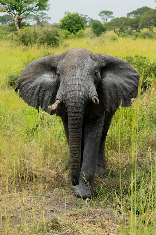 an elephant walking down the dirt road in the middle of the grassy savannah