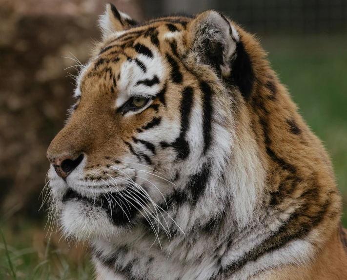 a tiger laying in a grassy field looking up