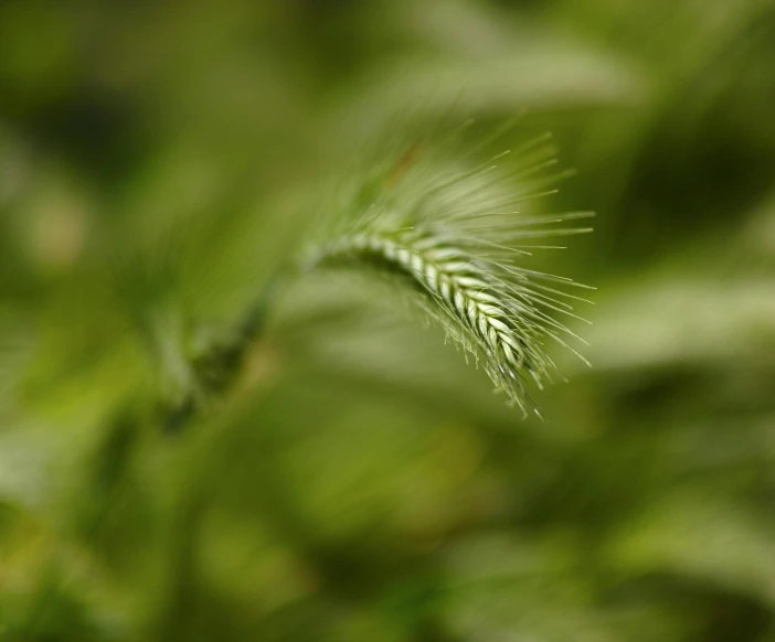 a green plant in a forest filled with lots of green leaves