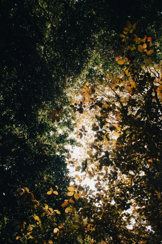 the leaves and nches of an umbrella cover a pond at night