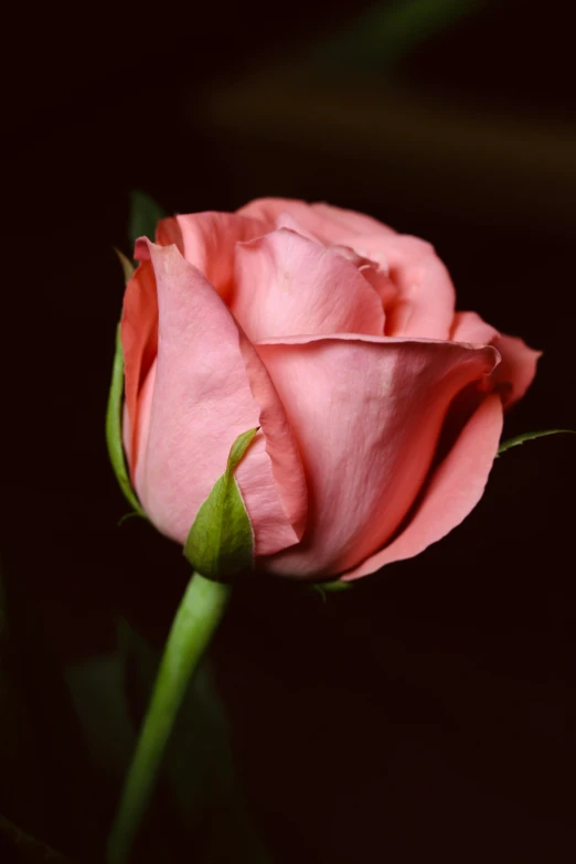 a pink rose that is on the stem