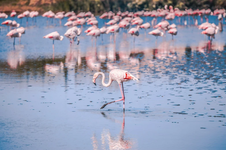 a bird that is standing in the water