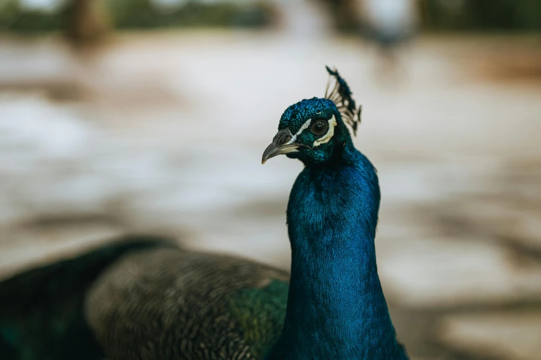 close up s of the feathers of a peacock