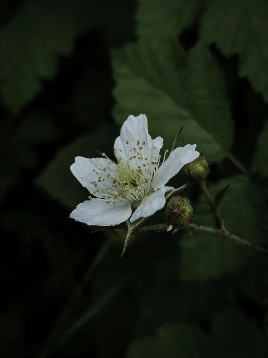 a flower is blooming among green leaves