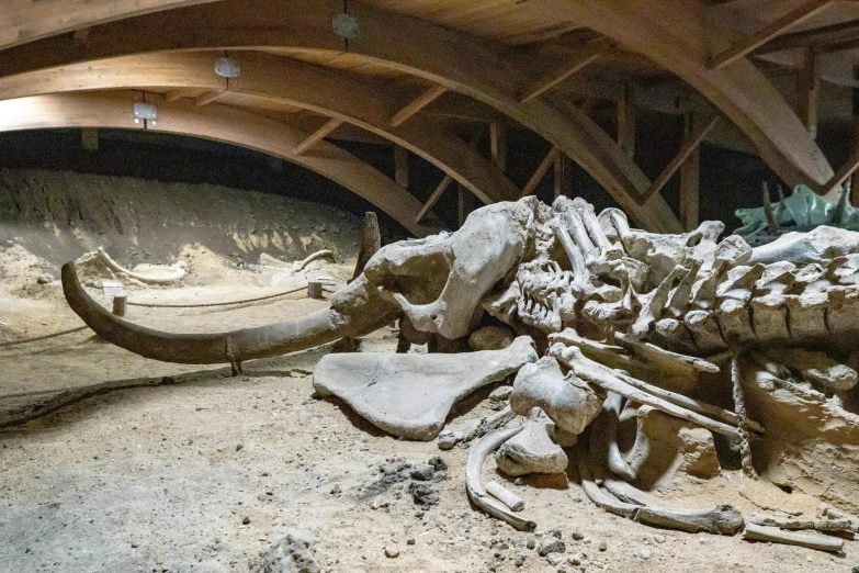 a dead whale skull inside of a wooden structure