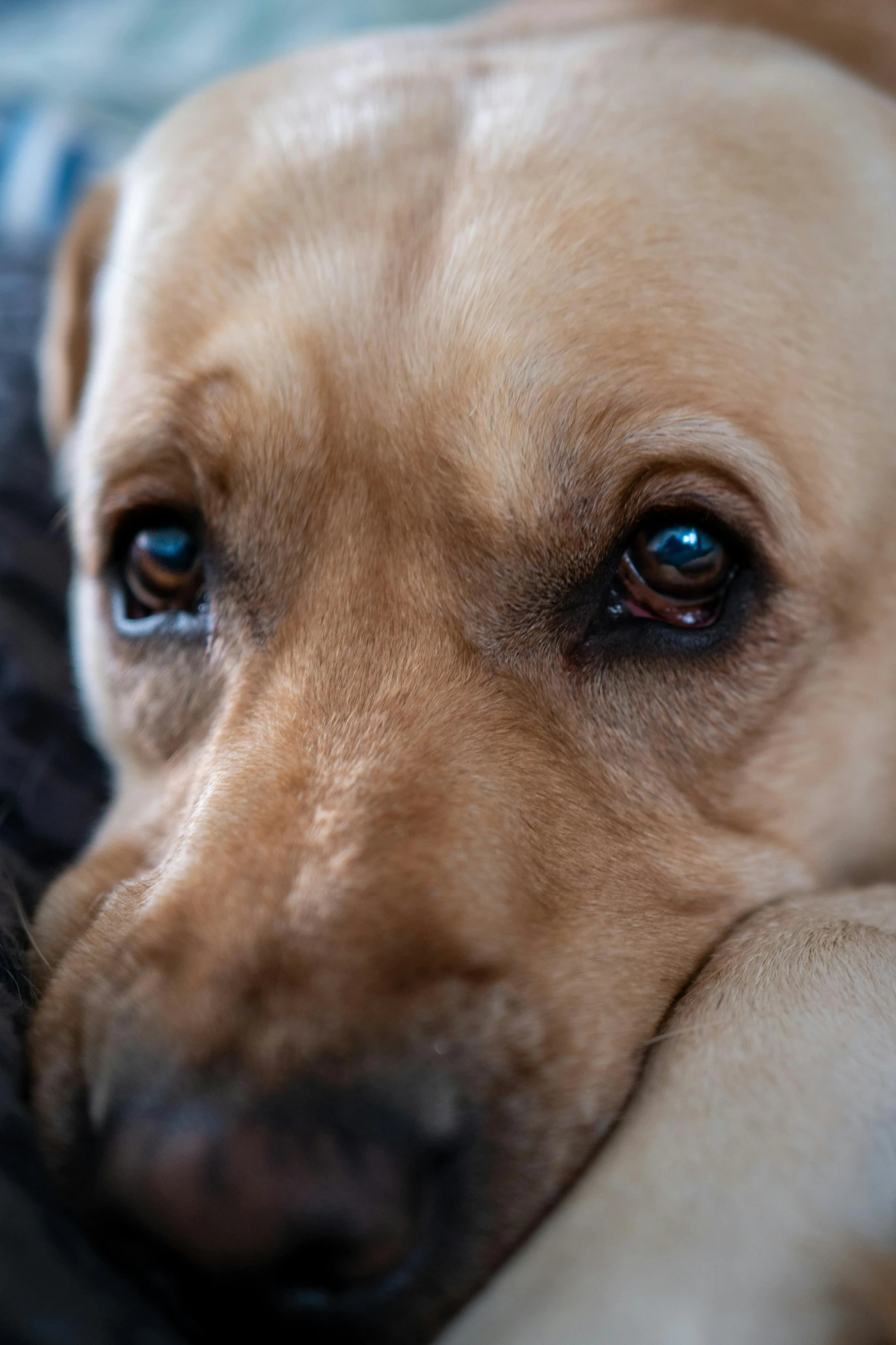 a brown dog with blue eyes on a couch