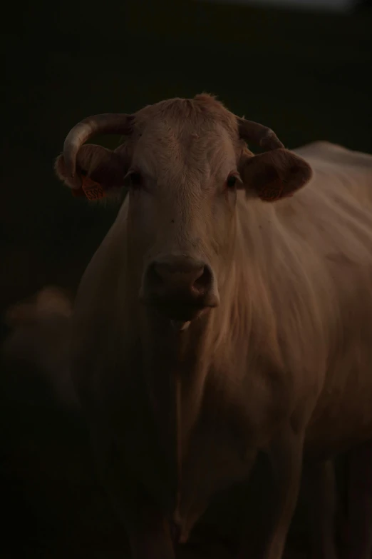 close up of an adult cow with large horns