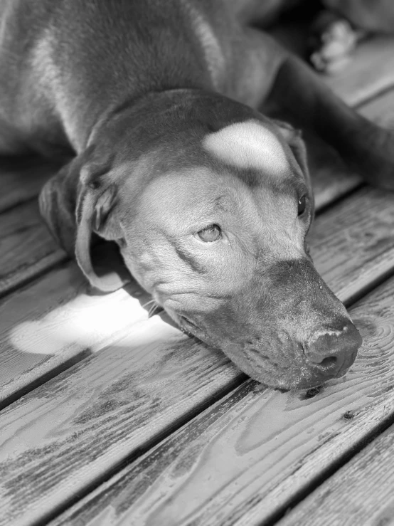 a dog that is laying on some wooden benches