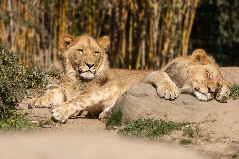 two lion cubs are sitting on a rock