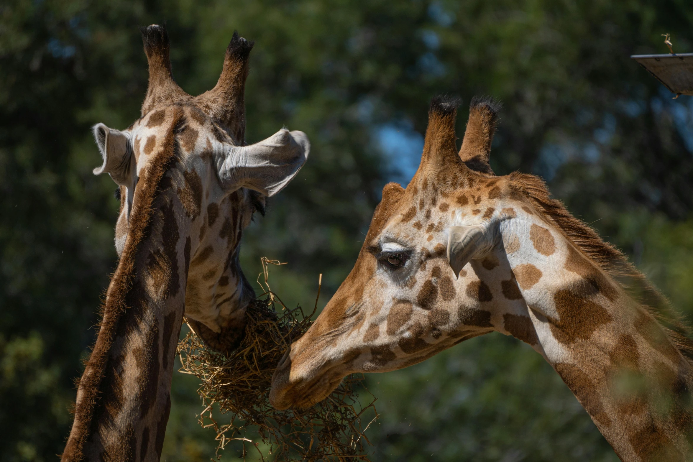 two giraffes standing in the grass eating a pile