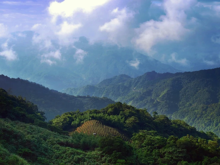 a forest of trees with green hills in the background