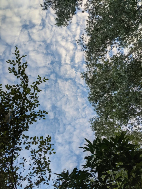 a bunch of trees that are under some clouds