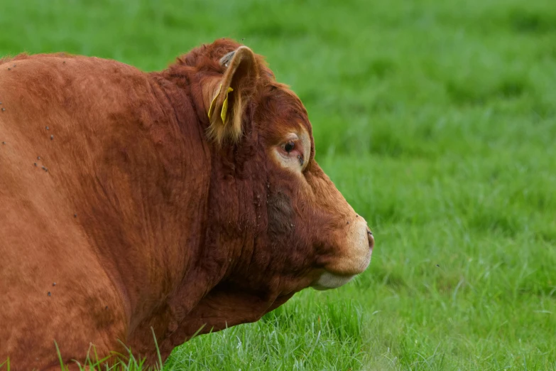 brown cow with yellow tag lying in a green field