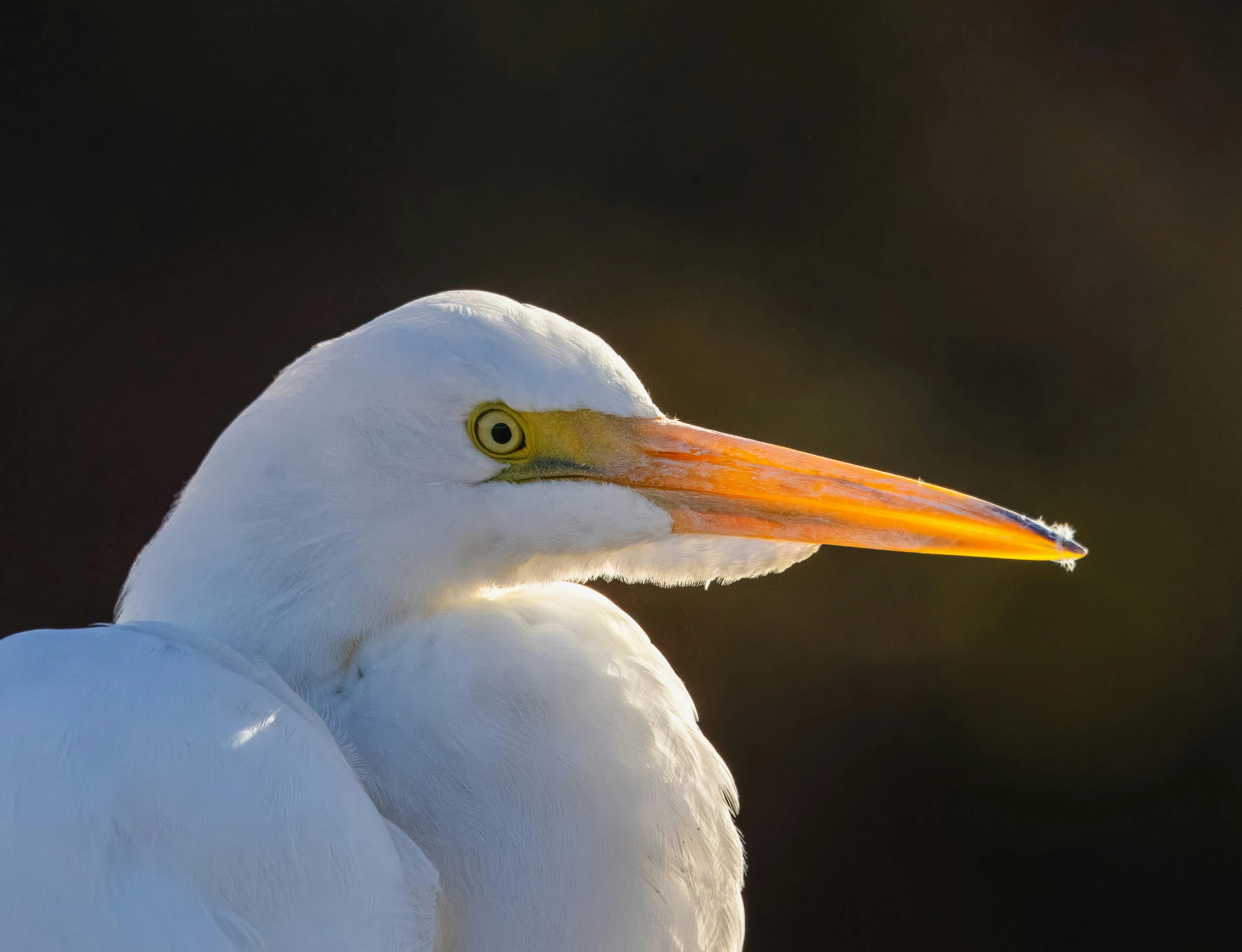 a white bird with a bright orange beak