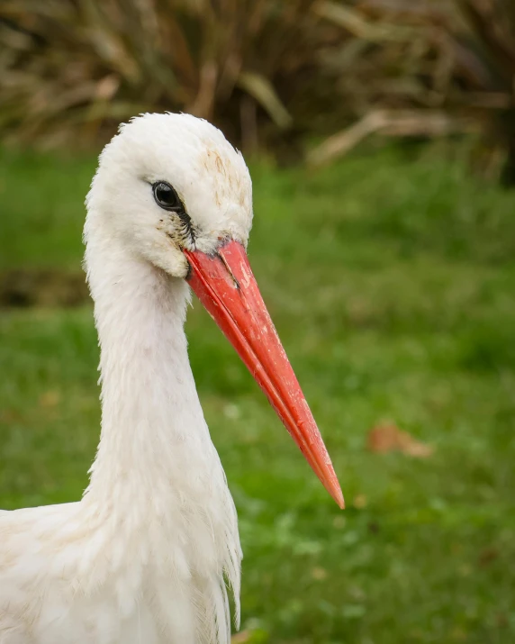 a close - up of a white bird with red beak