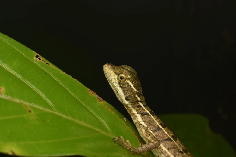 a large lizard is standing on the edge of a leaf