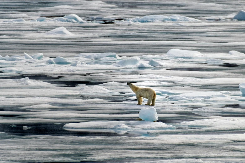 the polar bear is walking on small pieces of ice