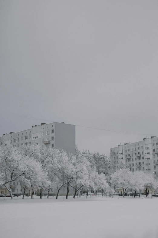 a bunch of trees that are sitting in the snow