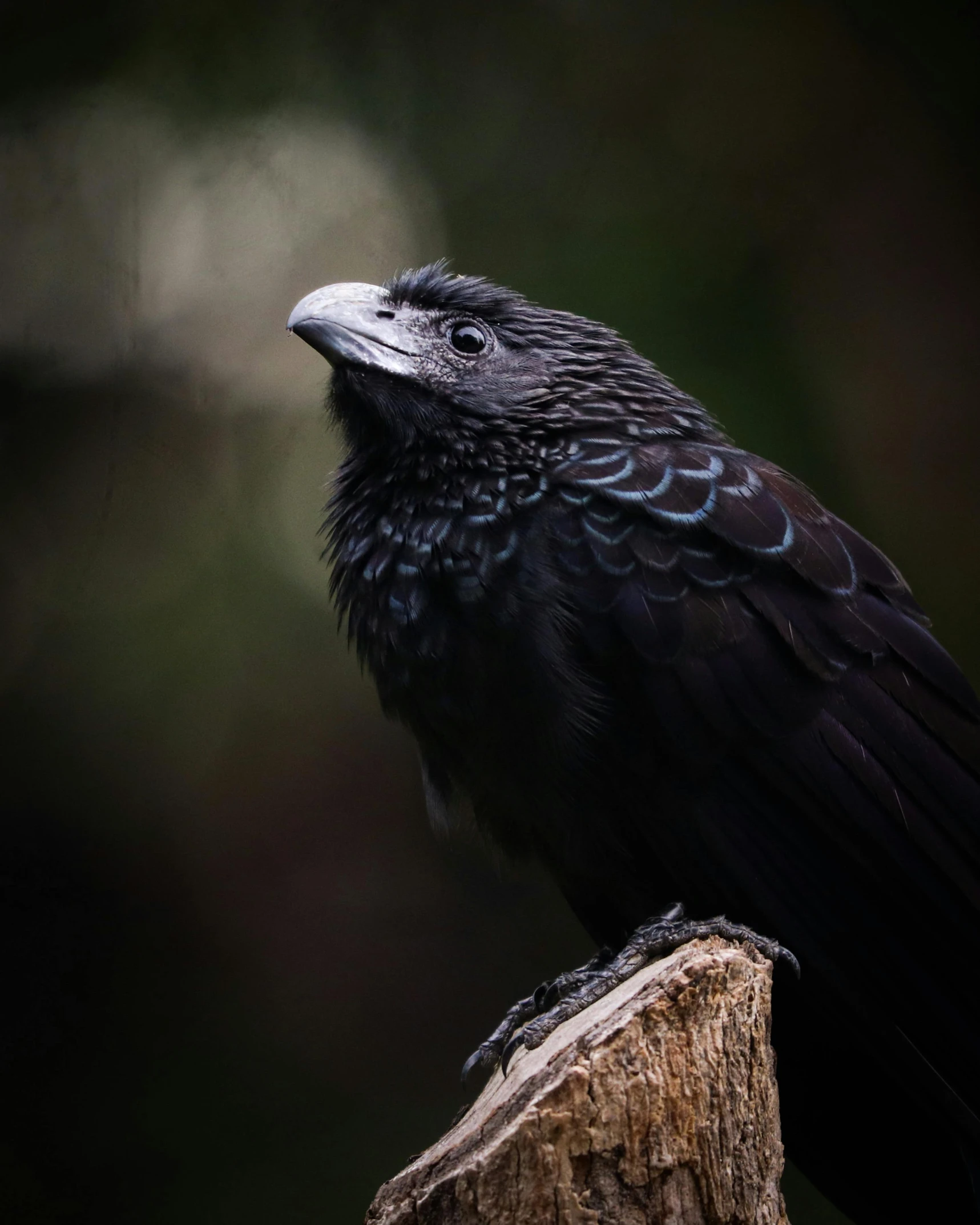 a bird sitting on top of a tree stump