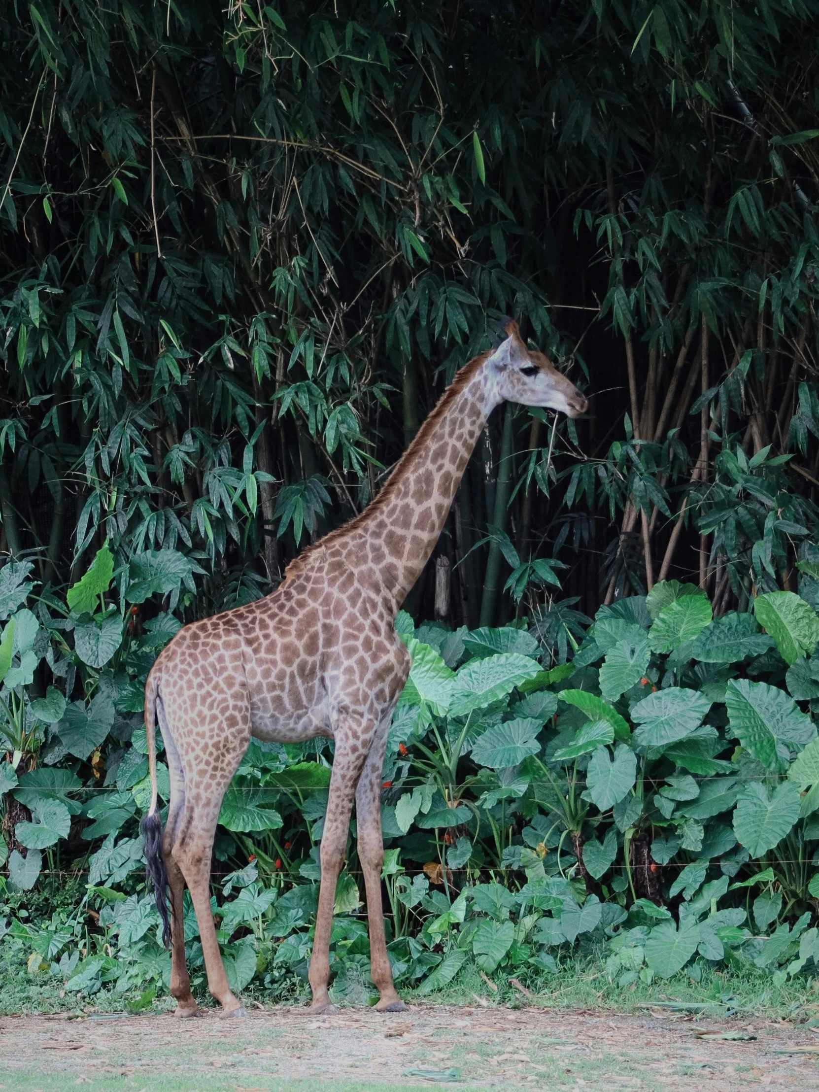 a giraffe stands in front of some green plants